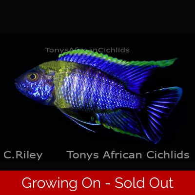 4 x Aulonocara Lwanda @4-5 cm LIMITED